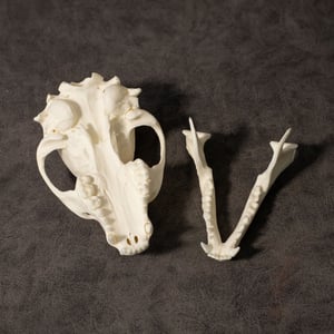 Image of Raccoon Skull 001