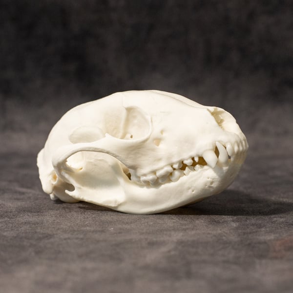 Image of Raccoon Skull 002