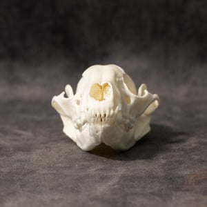 Image of Raccoon Skull 002