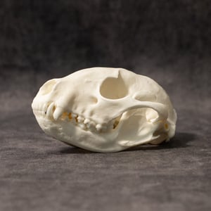 Image of Raccoon Skull 002