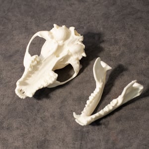 Image of Raccoon Skull 002