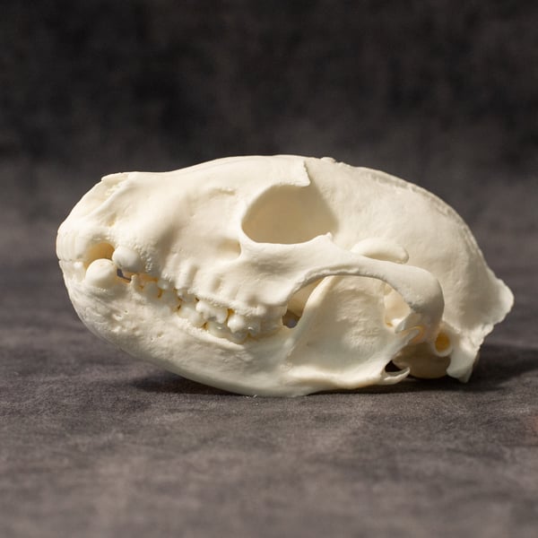 Image of Old Raccoon Skull 