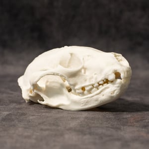 Image of Old Raccoon Skull 