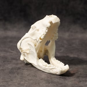 Image of Old Raccoon Skull 