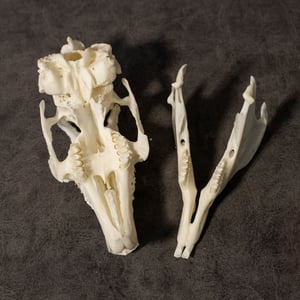 Image of English Lop Rabbit Skull