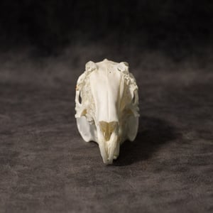 Image of English Lop Rabbit Skull