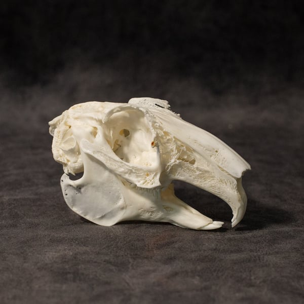 Image of English Lop Rabbit Skull