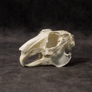 Image of English Lop Rabbit Skull