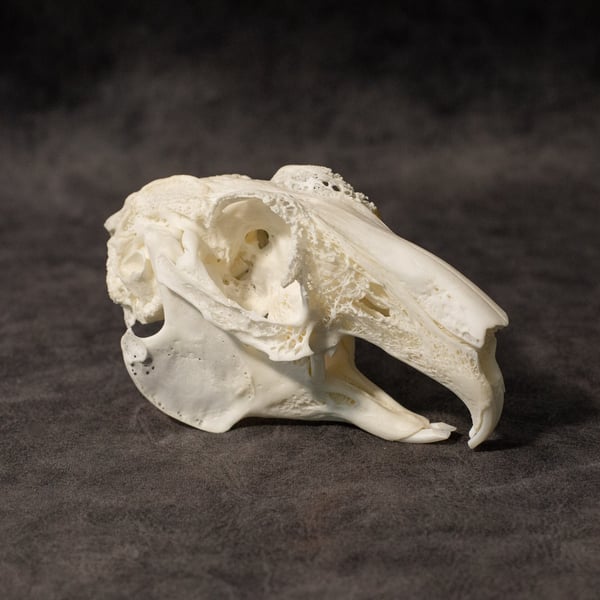 Image of English Lop Rabbit Skull 002