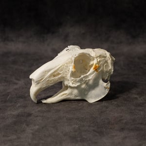 Image of English Lop Rabbit Skull 002