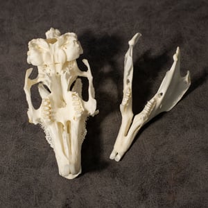 Image of English Lop Rabbit Skull 002