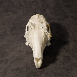 Image of English Lop Rabbit Skull 002