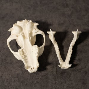 Image of Raccoon Skull 004