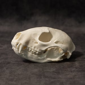 Image of Raccoon Skull 004