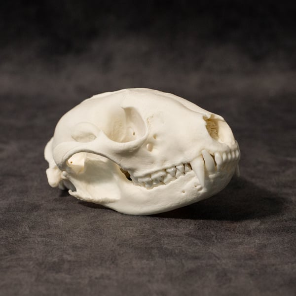 Image of Raccoon Skull 004