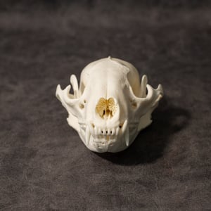 Image of Raccoon Skull 004