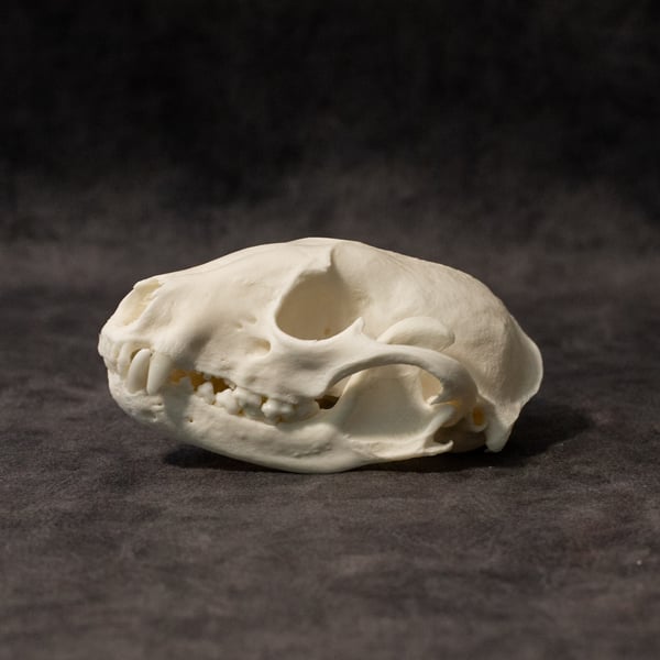 Image of Raccoon Skull 005