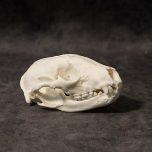 Image of Raccoon Skull 005