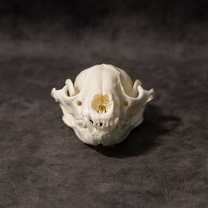 Image of Raccoon Skull 005