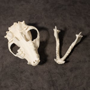 Image of Raccoon Skull 005