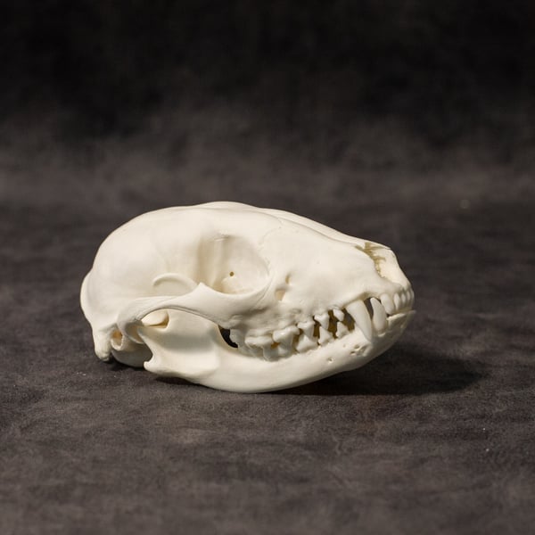 Image of Raccoon Skull 006