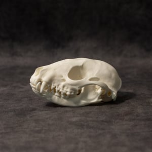 Image of Raccoon Skull 006