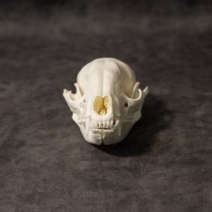 Image of Raccoon Skull 006