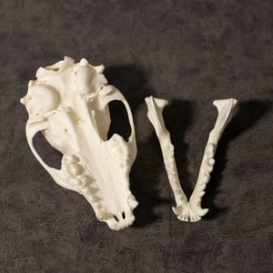 Image of Raccoon Skull 006