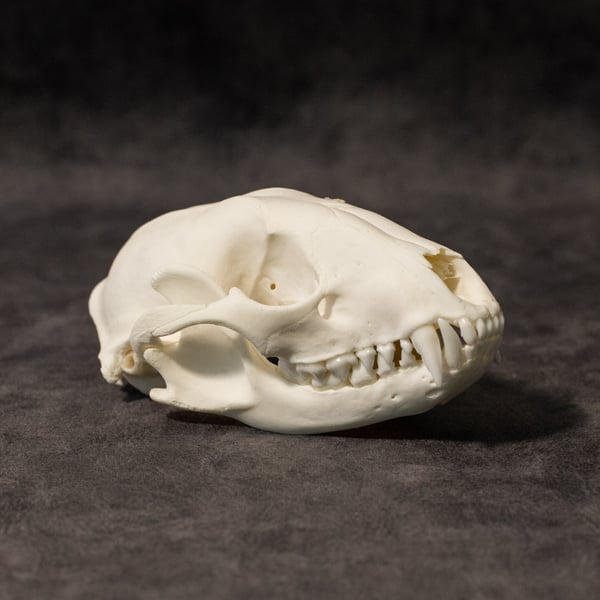 Image of Raccoon Skull 007