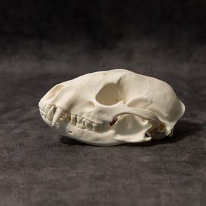 Image of Raccoon Skull 007