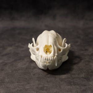 Image of Raccoon Skull 007