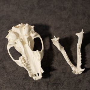 Image of Raccoon Skull 007