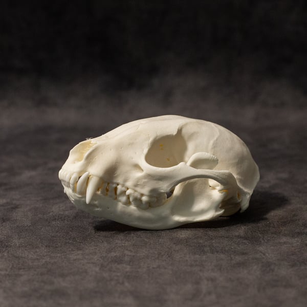 Image of Raccoon Skull 008