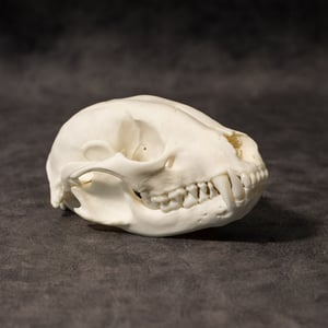 Image of Raccoon Skull 008