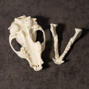 Image of Raccoon Skull 008