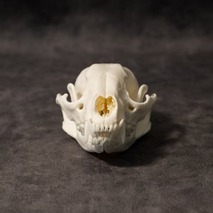 Image of Raccoon Skull 008