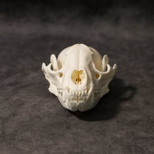 Image of Raccoon Skull 009