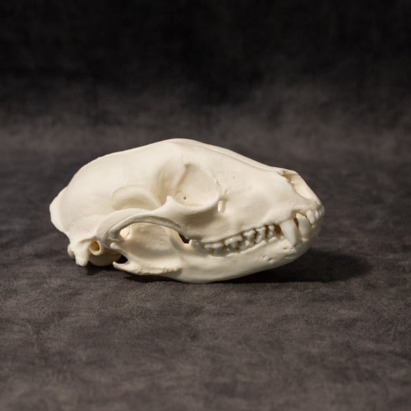 Image of Raccoon Skull 009