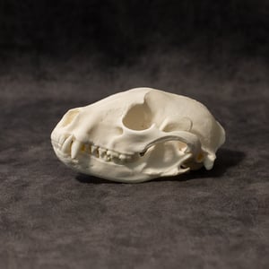 Image of Raccoon Skull 009