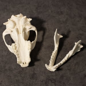 Image of Raccoon Skull 009