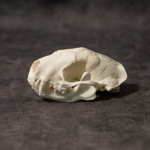 Image of Skunk Skull (Pathology!)