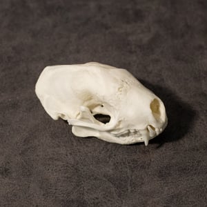 Image of Skunk Skull (Pathology!)