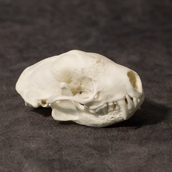 Image of Skunk Skull (Pathology!)