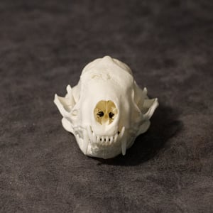 Image of Skunk Skull (Pathology!)