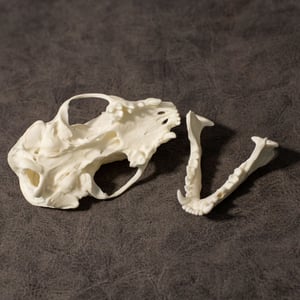 Image of Skunk Skull (Pathology!)