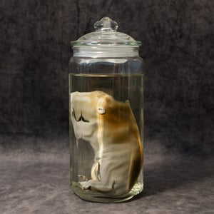 Image of Baby Beaver Wet Specimen 001