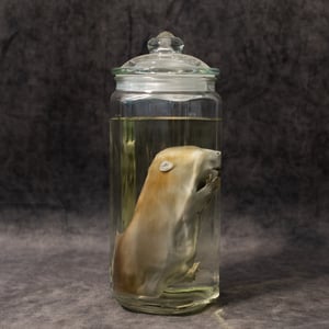 Image of Baby Beaver Wet Specimen 001