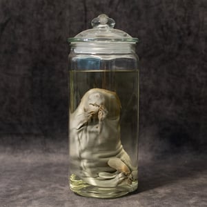 Image of Baby Beaver Wet Specimen 001