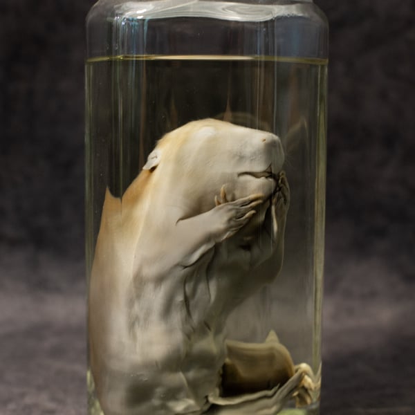 Image of Baby Beaver Wet Specimen 001