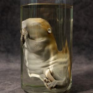 Image of Baby Beaver Wet Specimen 001